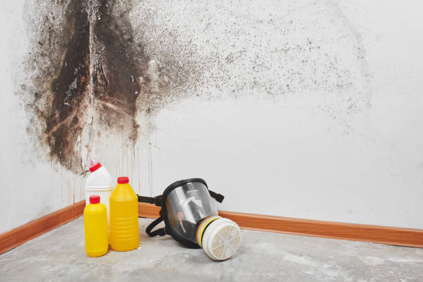 Best Localized Mold Remediation (e.g., coastal areas, humid climates) in Dulce, NM