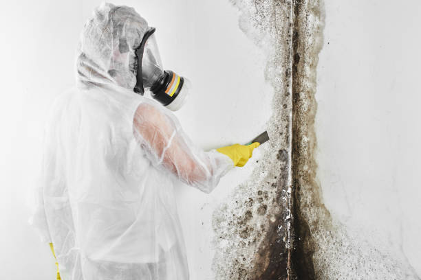 Best Industrial Mold Remediation in Dulce, NM