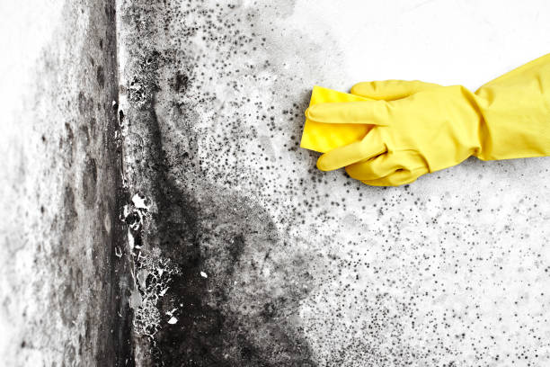 Best Basement Mold Remediation in Dulce, NM