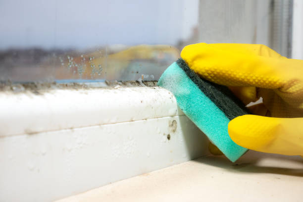 Best Mold Remediation for Specific Building Types in Dulce, NM
