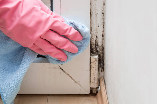 Best White Mold Remediation in Dulce, NM