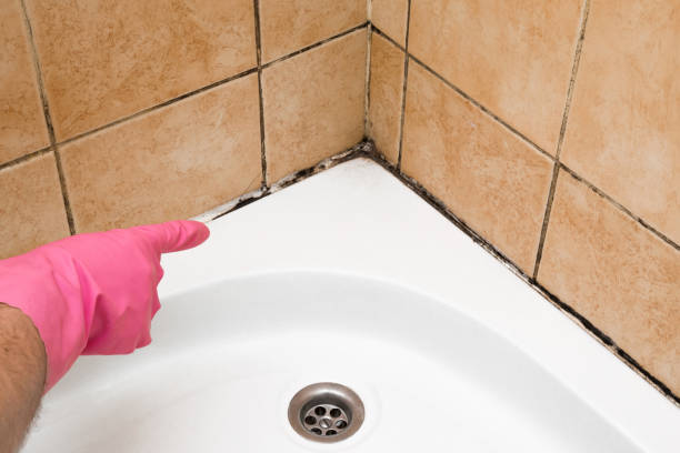 Best Bathroom Mold Remediation in Dulce, NM